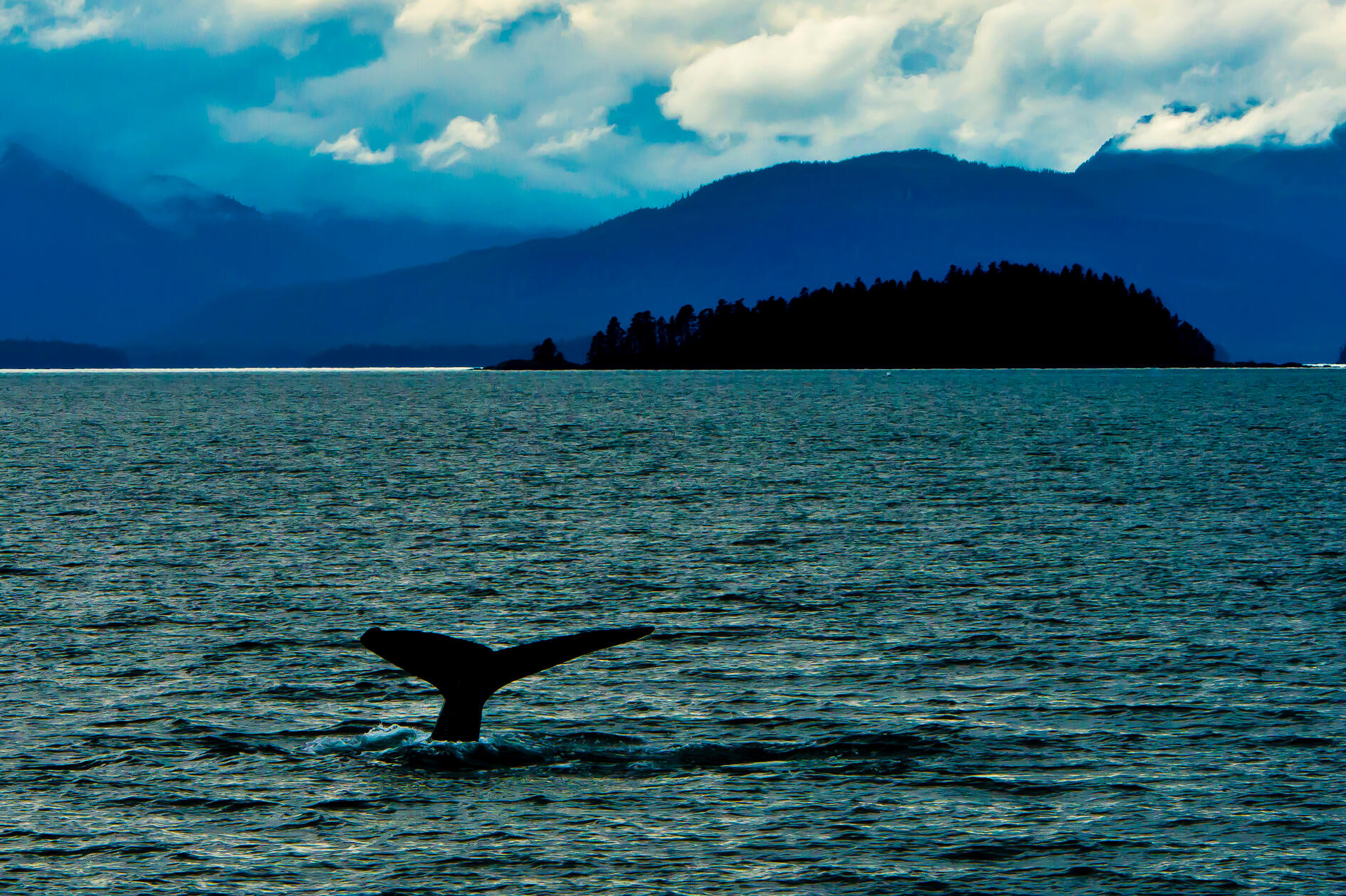 Alaska Humpback