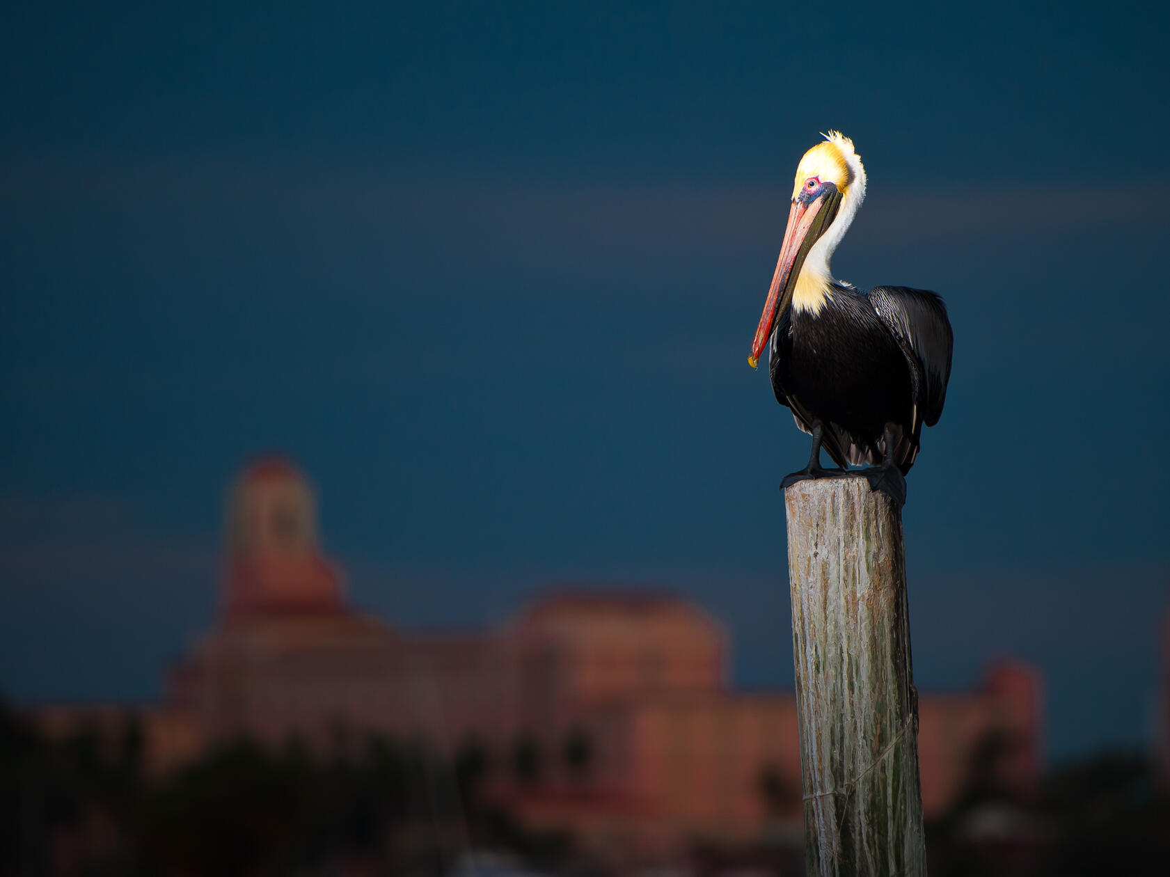 St. Pete Pelican